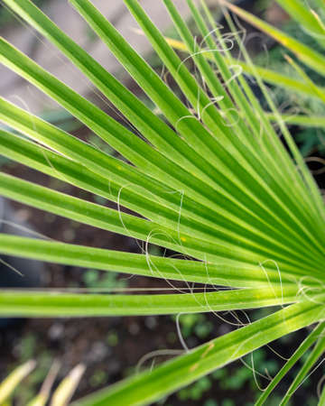 Green leaves on a palm plant. nature in the tropics