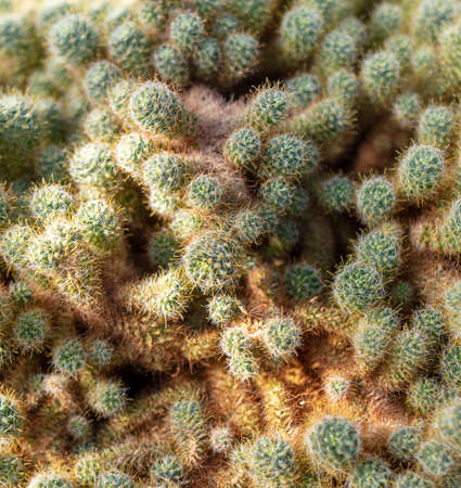 Cactus with needles in the garden. close-up