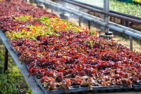 Growing flowers and plants in a greenhouse. Industry