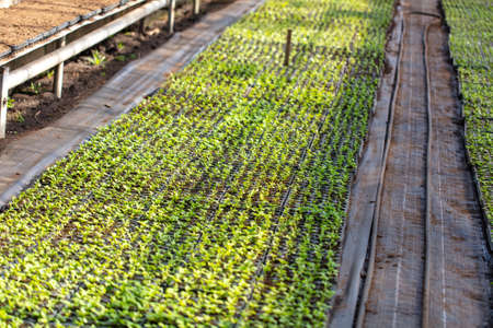 Growing flowers and plants in a greenhouse. Industryの写真素材