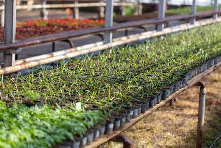 Growing flowers and plants in a greenhouse. Industryの写真素材