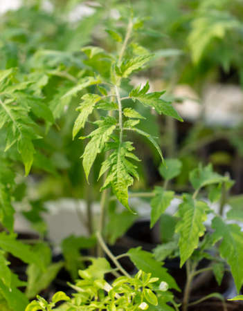Green leaves of tomato in the garden. close-up