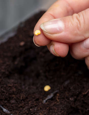 Planting seeds in the ground. Macro