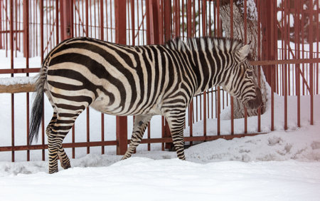 Zebra in the zoo on the snow in winter.の写真素材