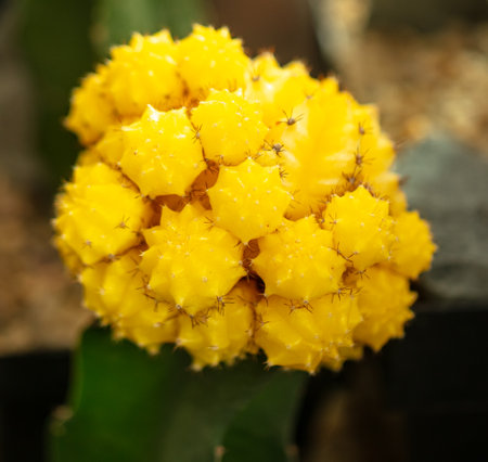 Yellow flower on a cactus. close-up