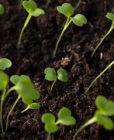 Small green sprouts of seedlings in the ground. Macro