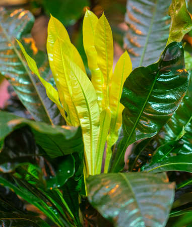 Large leaves green of a herbaceous plant. Nature