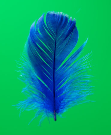 Blue feather isolated on green background. close-upの写真素材