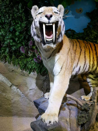Model of a saber-toothed tiger. animal