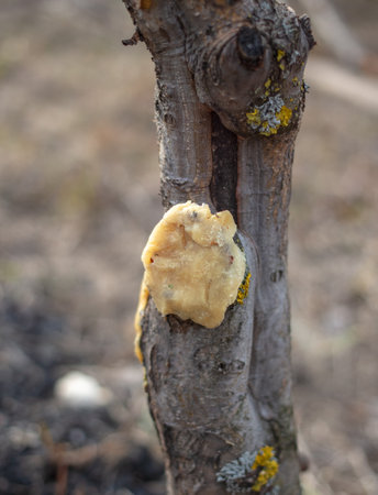 A cut of a branch on a fruit tree in a vegetable garden in winter. close-up