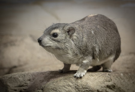 Portrait of a hamster in the park.の写真素材