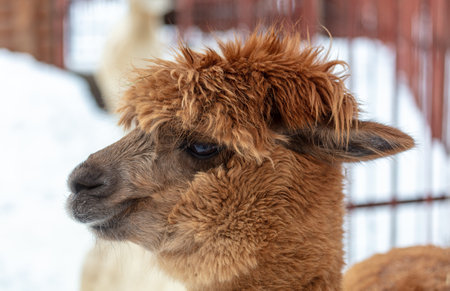 Lama portrait in winter outdoors.の写真素材
