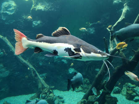 Catfish fish swims in the water in nature.