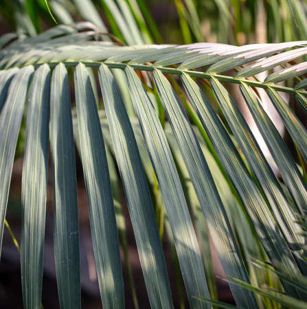 Green leaves on a palm plant. nature in the tropicsの写真素材