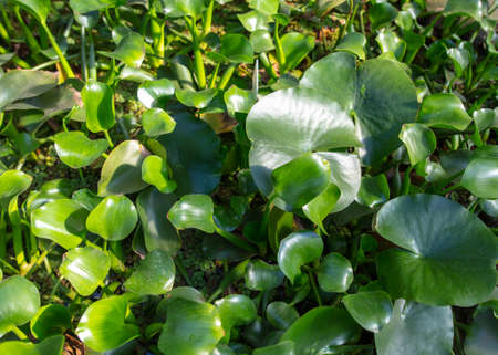 Green leaves on an ornamental herbaceous plant. nature in the arboretum