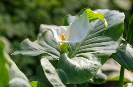 Flower on an ornamental herbaceous plant. nature in the arboretumの写真素材