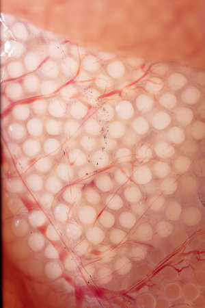 Close-up of fish caviar as a background. Macro