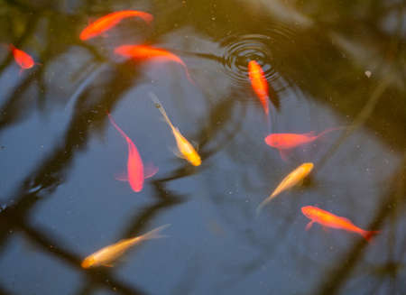 Red carp fish swim in the water of the pond.