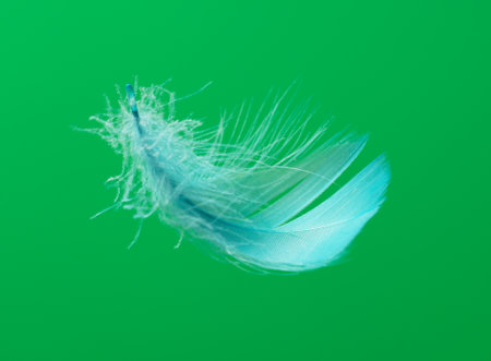 Blue feather isolated on green background. close-upの写真素材