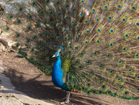 Portrait of a peacock in nature. birdの写真素材
