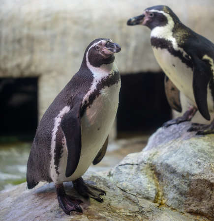 Portrait of a penguin in the park. animalの写真素材