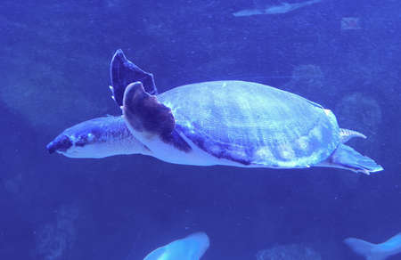 A big turtle swims in the sea. close-up