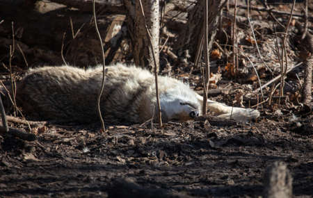 Wolf in the park in early spring. animal