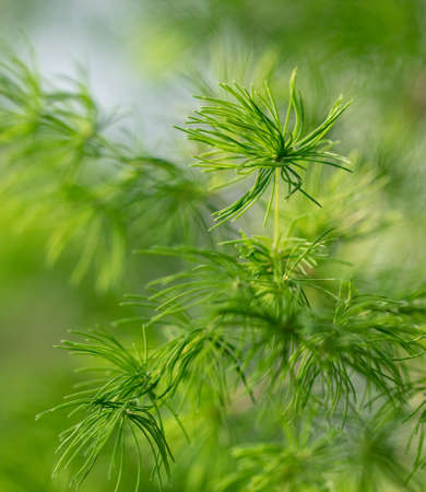 Green branches of a coniferous tree on nature. close-up