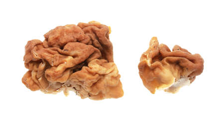 Stitches giant mushroom isolated on white background.の写真素材