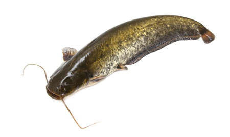 Catfish isolated on white background. close-up