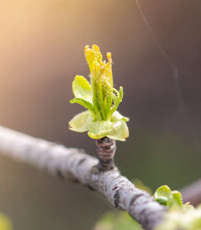 Flower buds on a plum branch in early spring. Macro