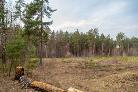 Pine trees in the forest as a background. Nature