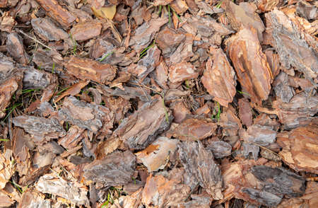 Pine bark on the ground as a background. Texture