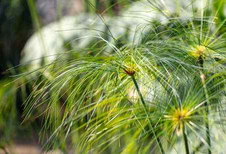 Exotic herbaceous plant in a tropical park. Natureの写真素材