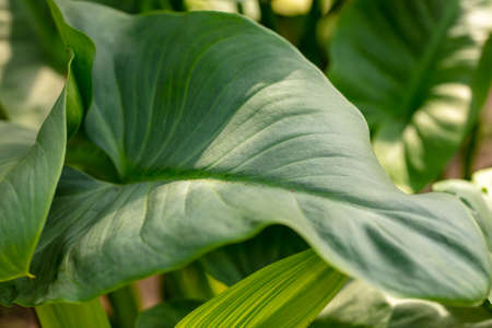 Green leaves on an ornamental herbaceous plant. nature in the arboretum