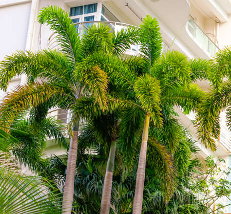 Large green branches on coconut trees in the tropics.