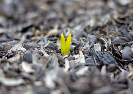 Green sprout of garlic in early spring in nature. close-upの写真素材