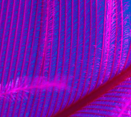 Purple feather on a blue background. Macro