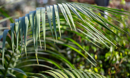 Green leaves on a palm plant. nature in the tropics