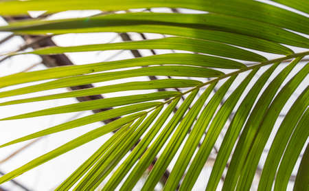 Green leaves on a palm plant. nature in the tropics