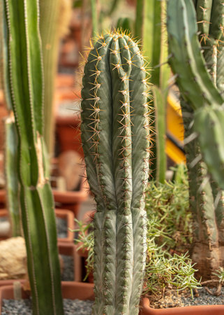 Cactus plant in the arboretum. Natureの写真素材