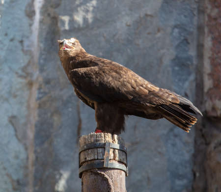 Portrait of an eagle in a park in the mountains.
