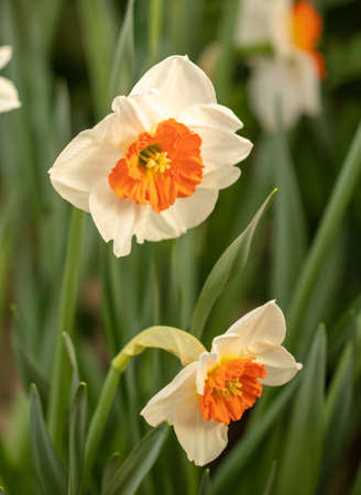 Narcissus flower in nature. close-upの写真素材