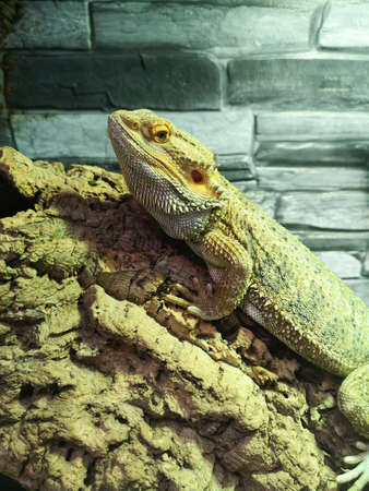 Big lizard in the zoo. animal