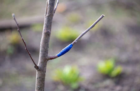 Grafting on a tree branch in spring. Natureの写真素材