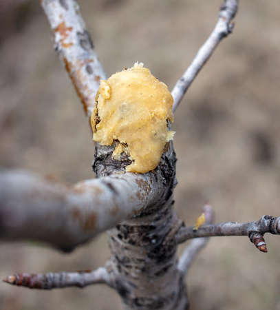 A cut of a branch on a fruit tree in a vegetable garden in winter. close-upの写真素材