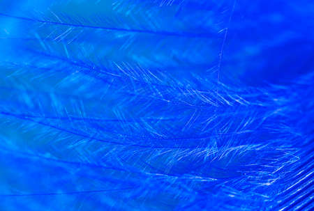 Blue feather as a background. Macroの写真素材