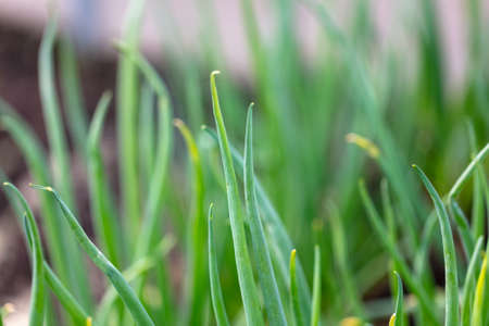 Green onions in the ground in early spring. Nature