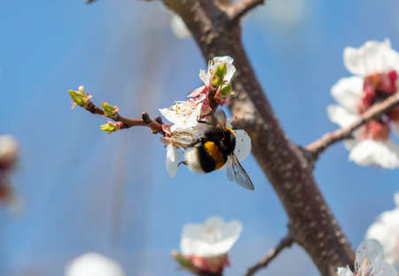 Bee on a white flower in spring. Macro