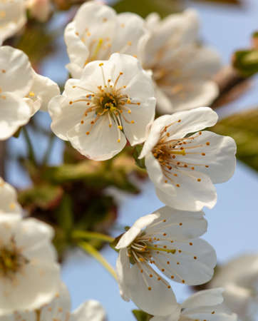 Flowers on a fruit tree in spring. close-up